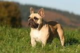 BOULEDOGUE FRANCAIS 1219